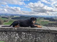 Suchen Hundebetreuung Basel Stadt