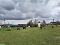 Familiärer Pferde Offenstall im Kanton Bern