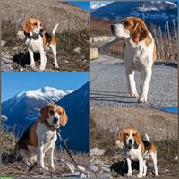 Beagle Hündin sucht 4-ever Home