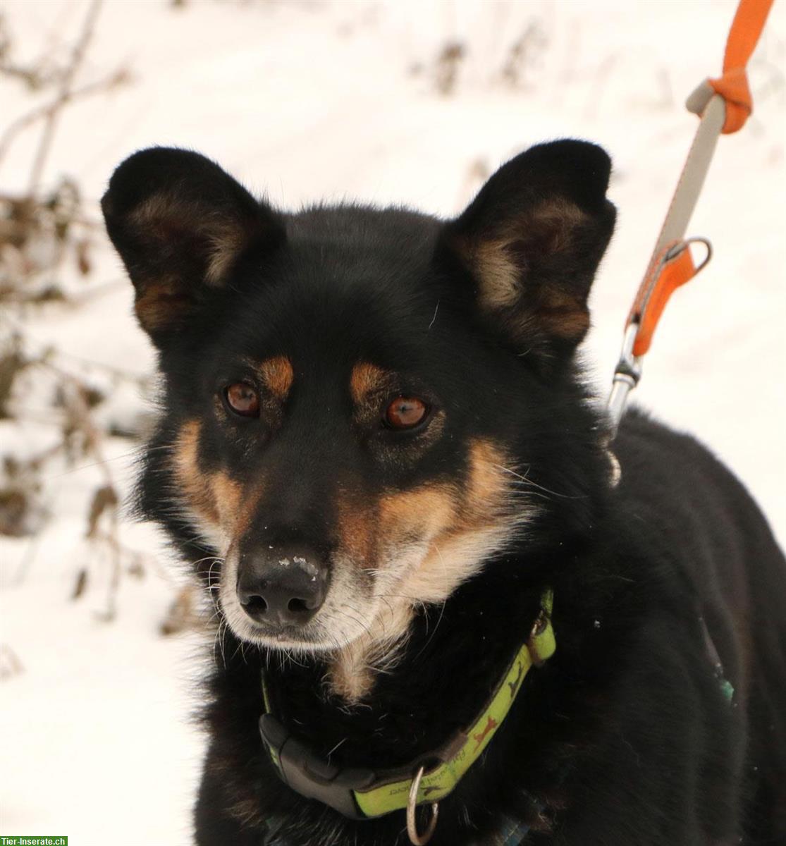 Rüde Stas, kastriert, ca. 7-jährig, 55cm geht gerne spazieren