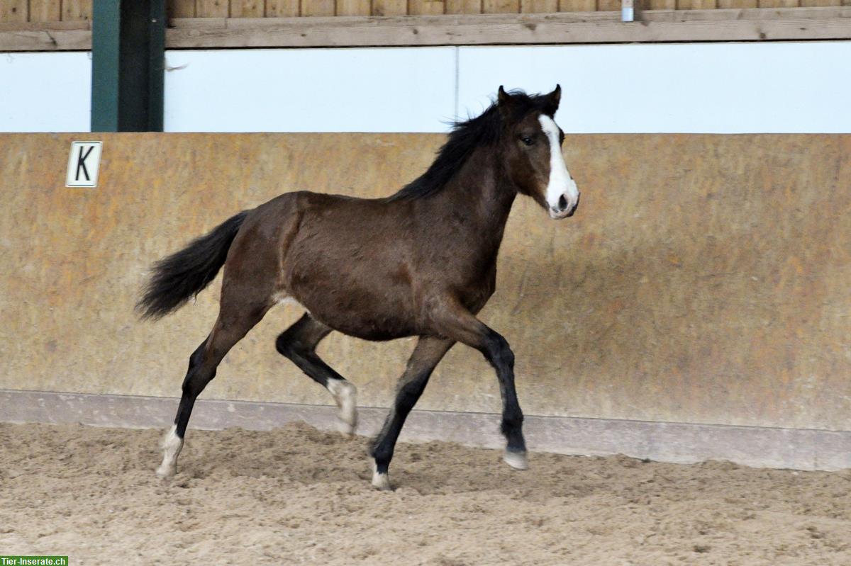 Bild 2: PRE Jährlingshengst COLRADO SMI