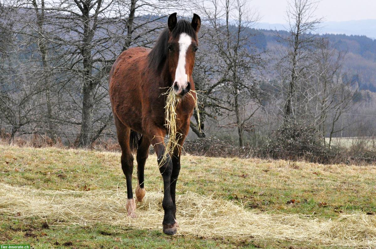 Bild 4: PRE Jährlingshengst COLRADO SMI