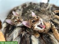 Wunderschöne Bengal Kitten, Kater mit Stammbaum