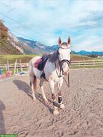 Reitbeteiligung auf lieben Freizeitpferd im Kanton Uri