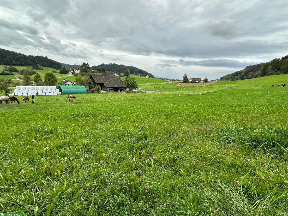 Pensionsstall Lärchenhof im schönen Zürcher Oberland