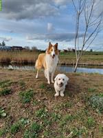 Dogsitting gesucht für Lassie und Malteser