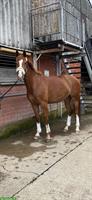 Reitbeteiligung für junges Pferd in Oberwil BL