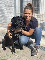 Gelernte Tierpflegerin / §11 Hundetraininerin sucht in der Schweiz ihr Glück