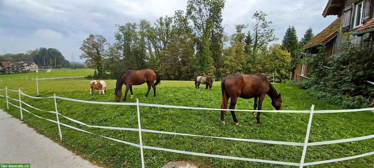 Bieten eine Reitbeteiligung an, Mörschwil SG