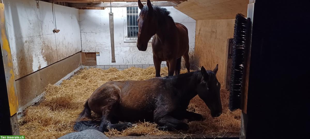 Bild 3: Bieten eine Reitbeteiligung an, Mörschwil SG