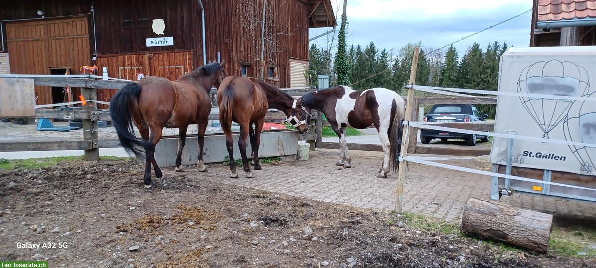 Bild 4: Bieten eine Reitbeteiligung an, Mörschwil SG