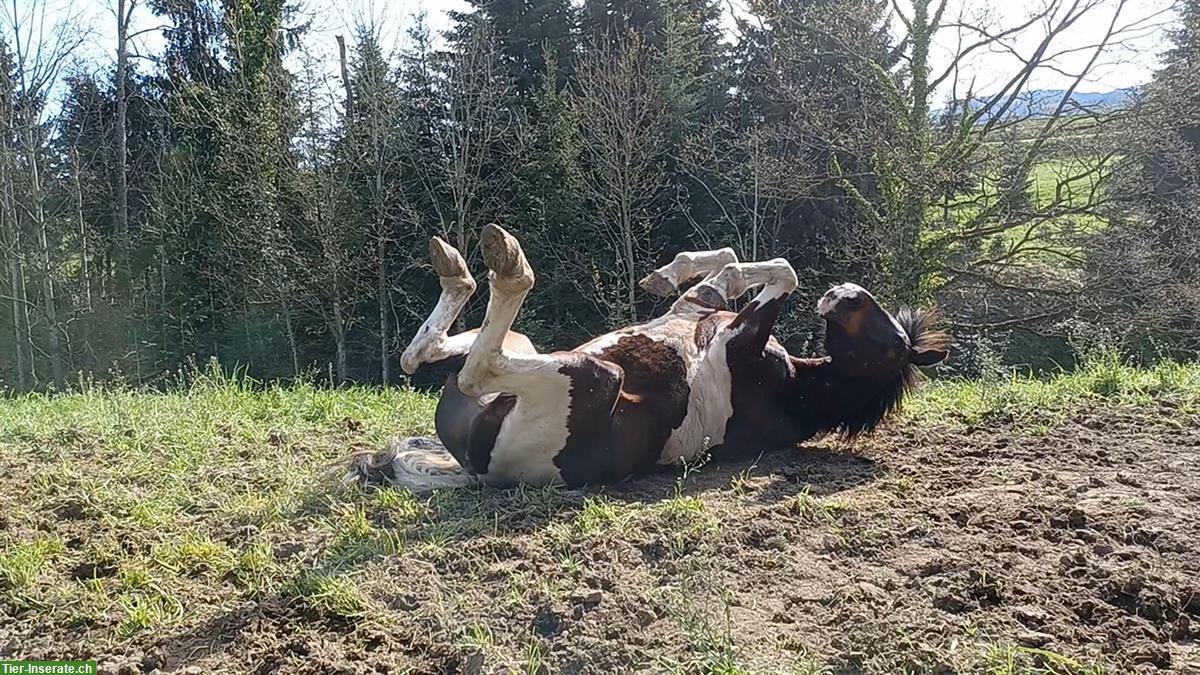 Bild 5: Bieten eine Reitbeteiligung an, Mörschwil SG