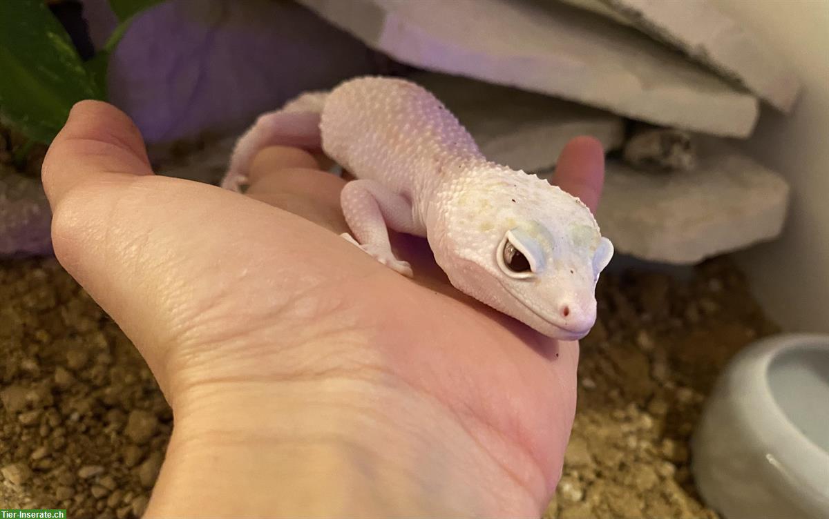 Wunderschönes Leopardgecko Weibchen Scarlett