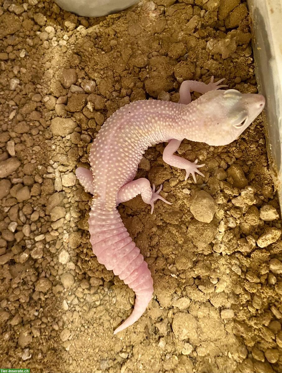 Bild 2: Wunderschönes Leopardgecko Weibchen Scarlett