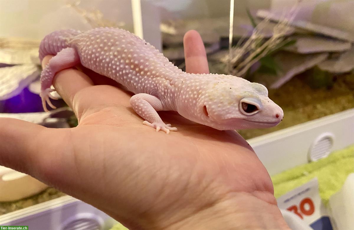 Bild 3: Wunderschönes Leopardgecko Weibchen Scarlett