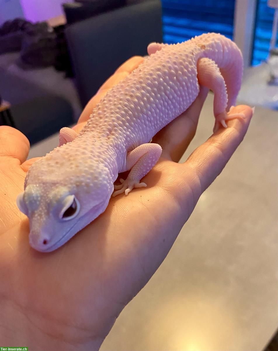 Bild 4: Wunderschönes Leopardgecko Weibchen Scarlett