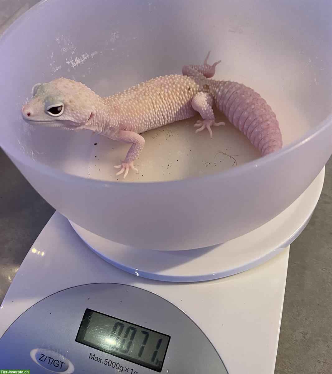 Bild 5: Wunderschönes Leopardgecko Weibchen Scarlett