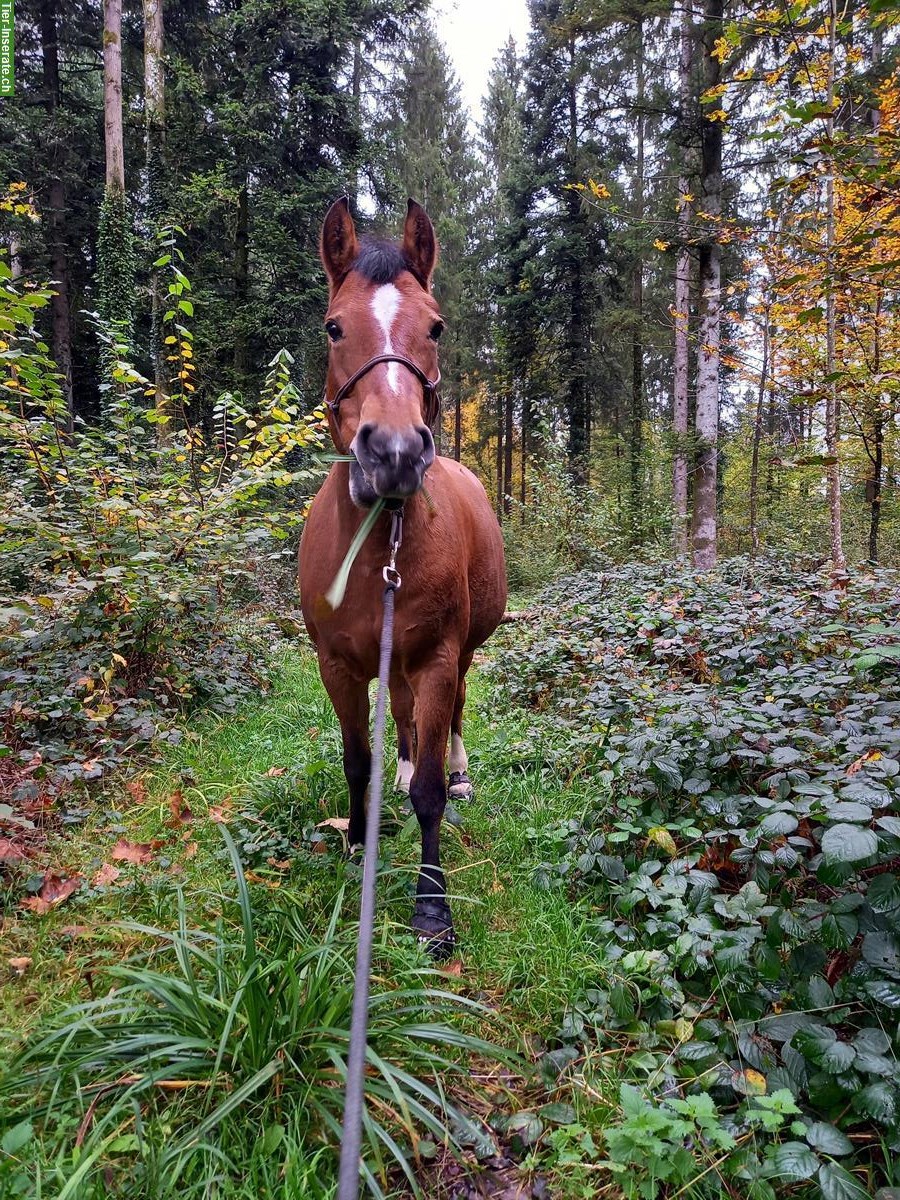 Bild 3: Biete Spazierbeteiligung/Pflegebeteiligung in Emmen LU