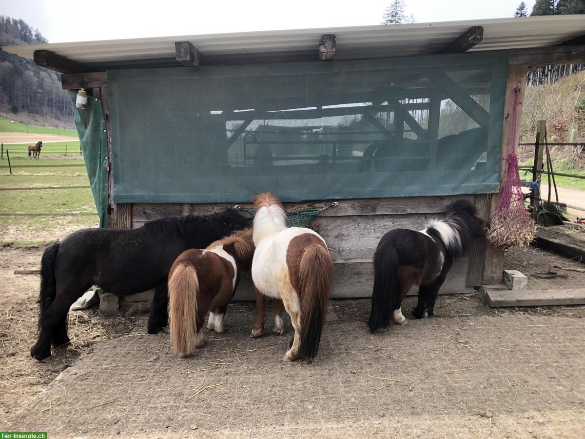 Bild 2: Offenstallplatz für Shetty Pony in Bern Bolligen