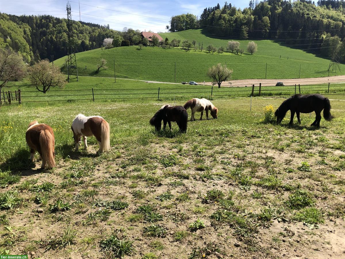 Bild 3: Offenstallplatz für Shetty Pony in Bern Bolligen