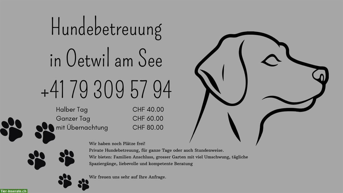 Private Hundebetreuung in Oetwil am See, ZH-Oberland