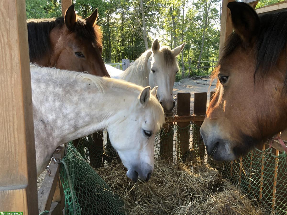 Pensionsplatz frei für Pferd oder Pony in Wünnewil FR
