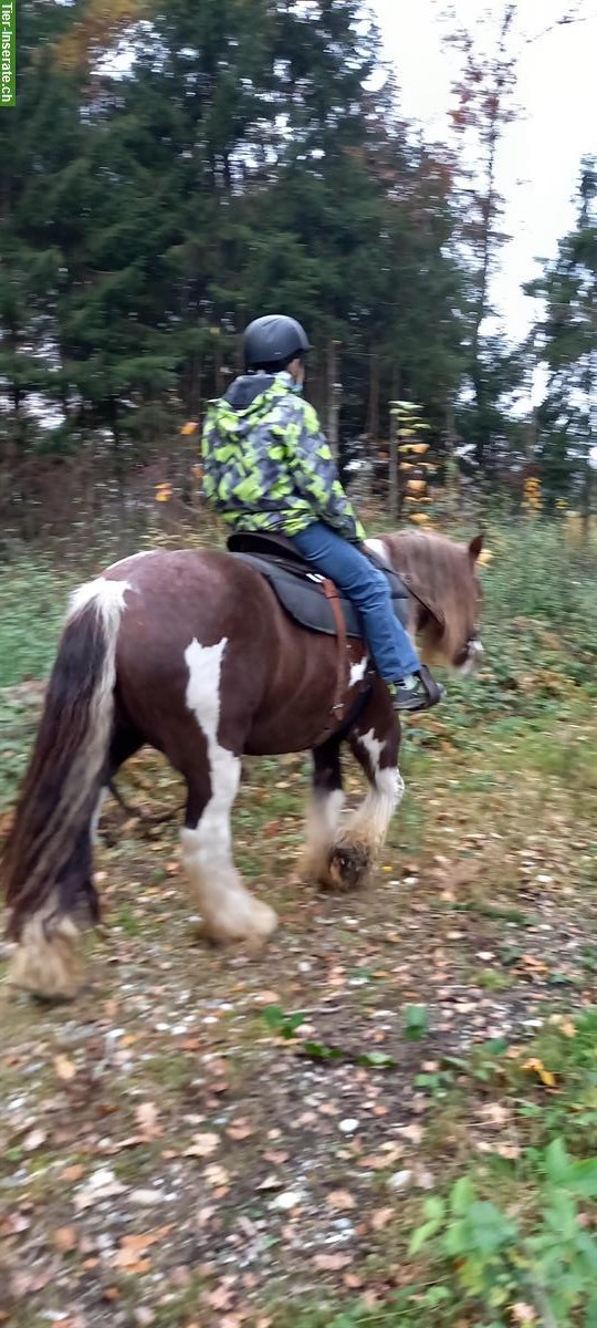 Bild 3: Therapie Heilpädagogisches Pferdegestützt Angebote Reiten