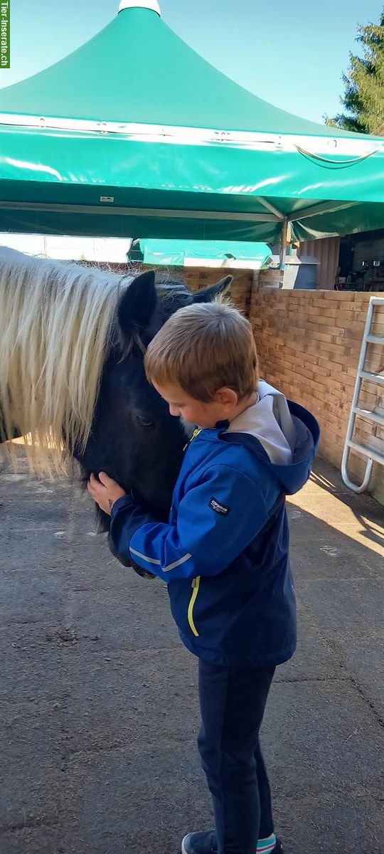 Bild 4: Therapie Heilpädagogisches Pferdegestützt Angebote Reiten