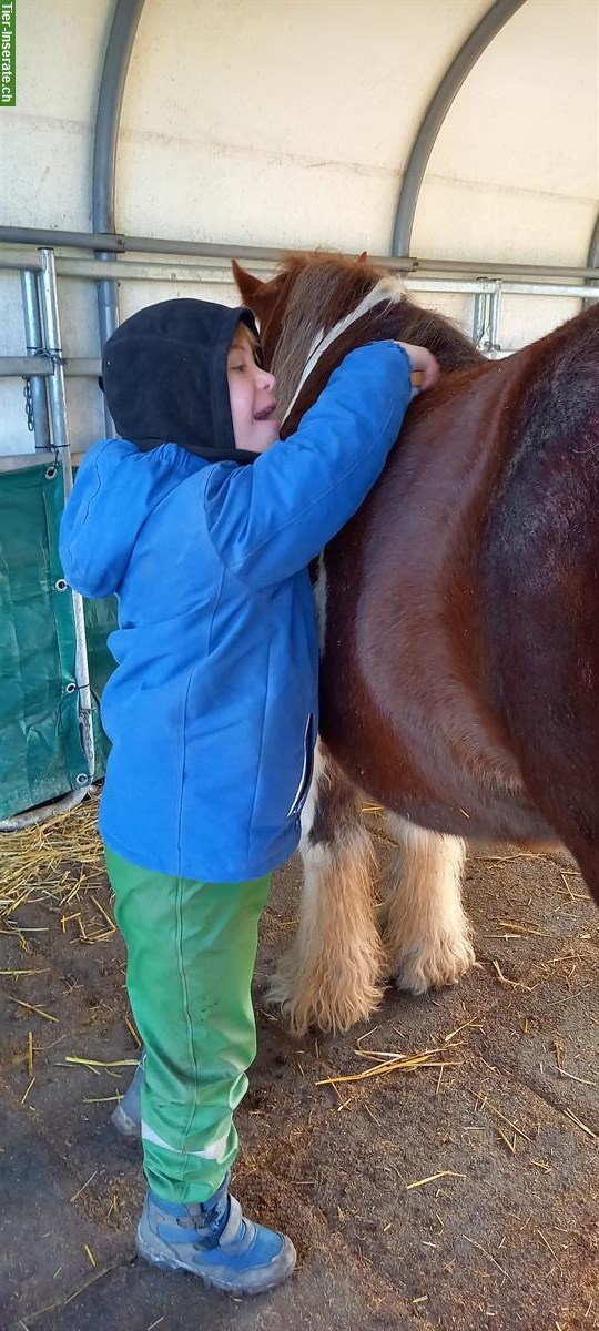 Bild 5: Therapie Heilpädagogisches Pferdegestützt Angebote Reiten