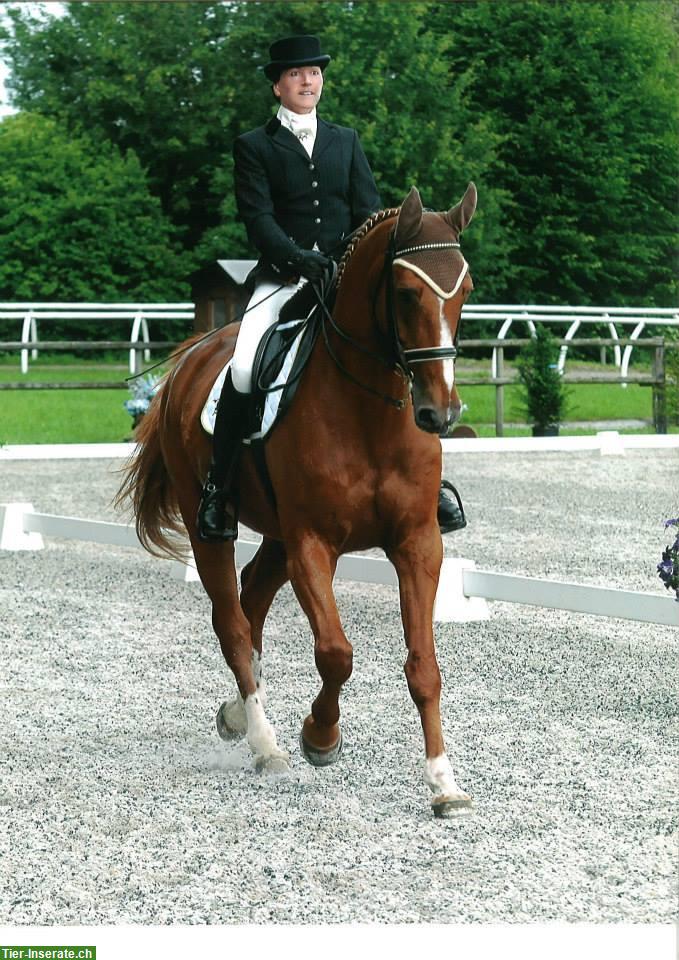 Bild 2: Klassischer Dressurunterricht/Beritt GA-S im Raum ZH/SG/TG/SZ/ZG