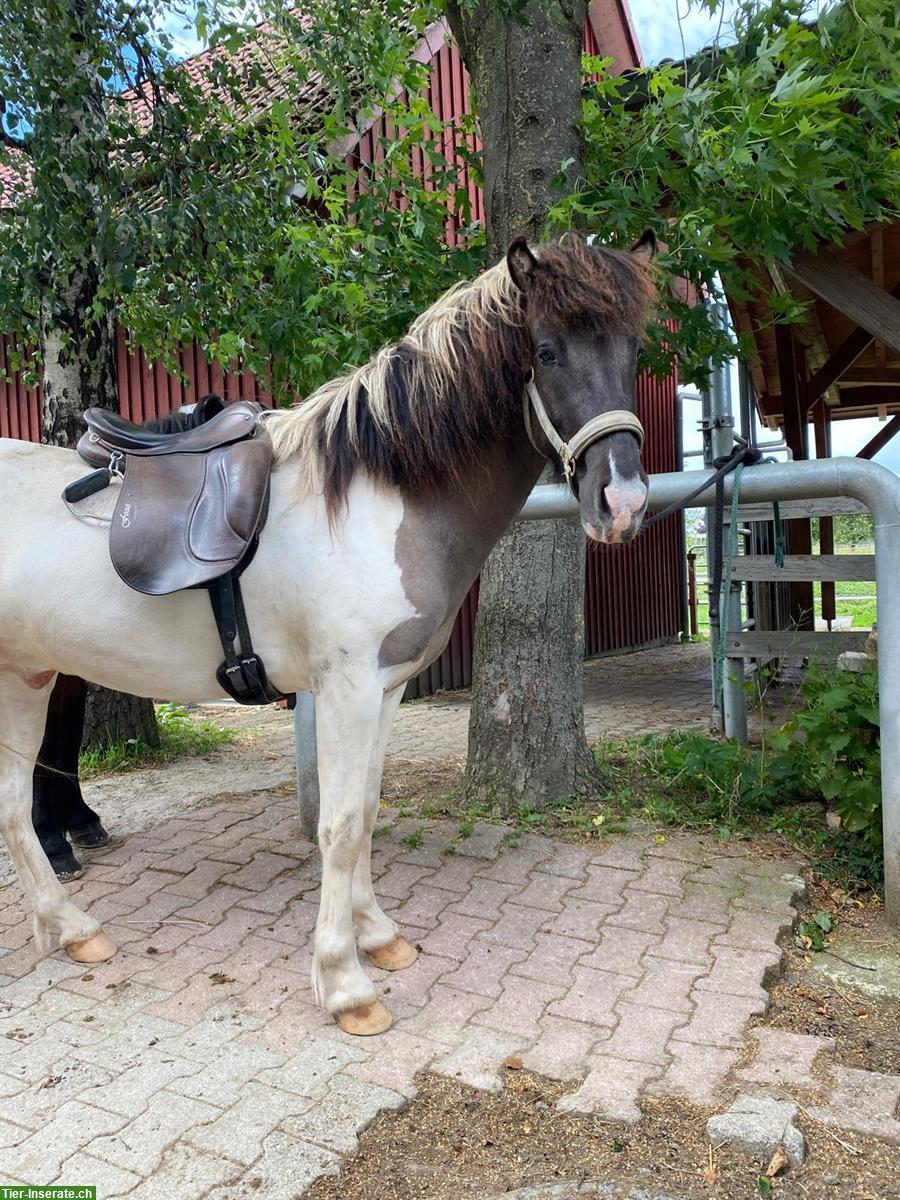 Islandpferd Scheckwallach, 4 Jahre tolle Farbe