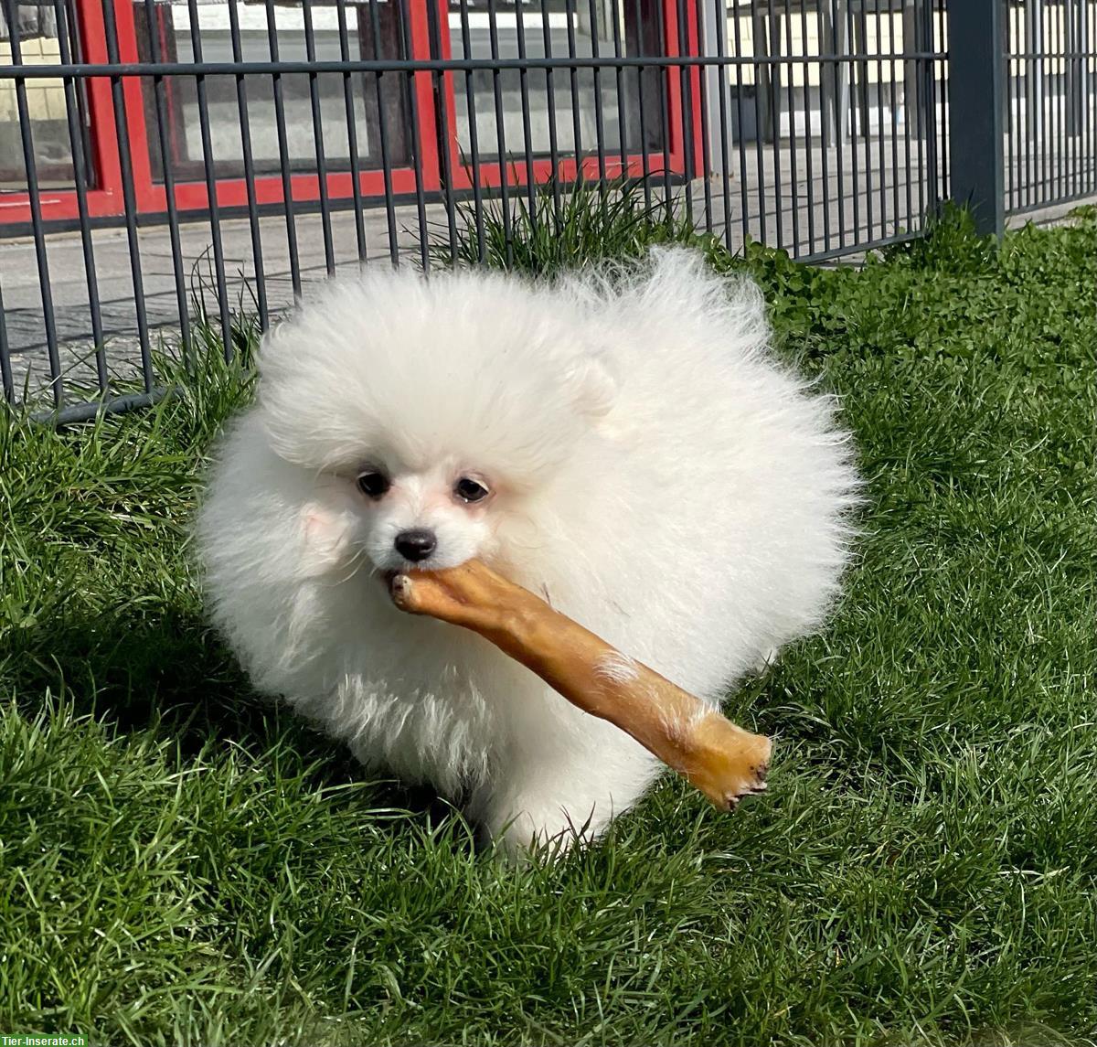 Süsser Zwergspitz/ Pomeranian Welpe aus Schweizer Zucht