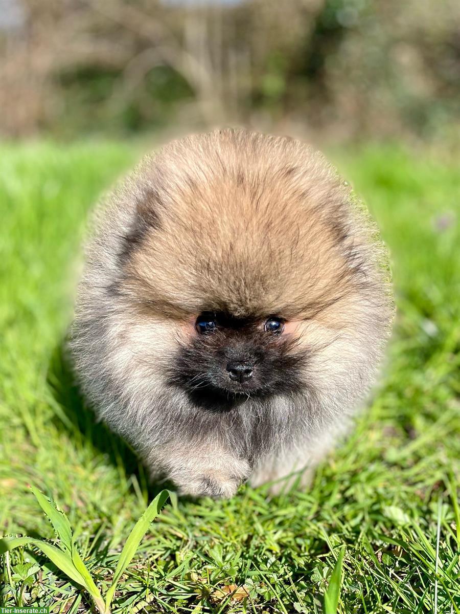 Süsse Pomeranian - Zwergspitz Welpen aus Schweizer Zucht