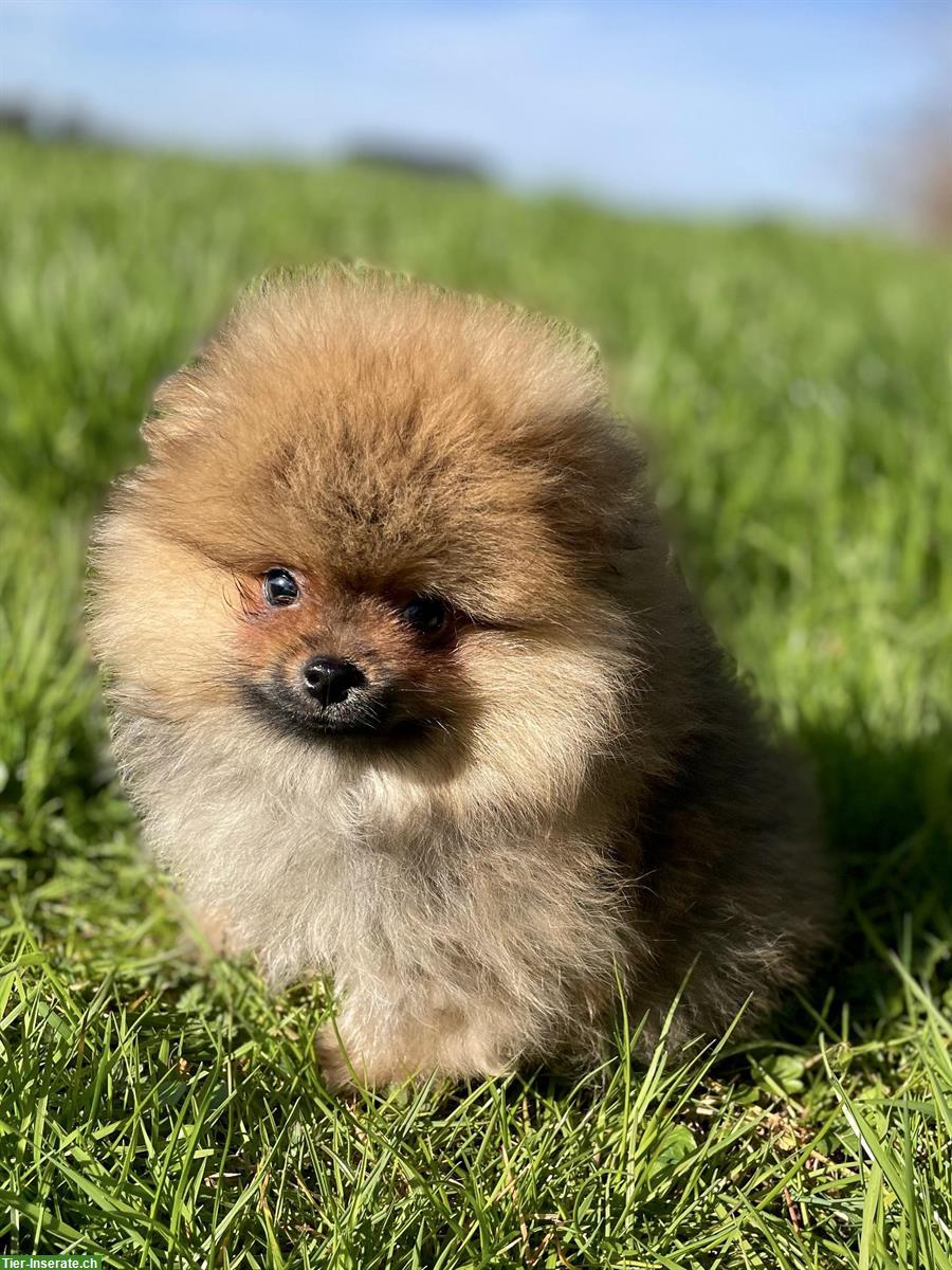 Bild 2: Süsse Pomeranian - Zwergspitz Welpen aus Schweizer Zucht