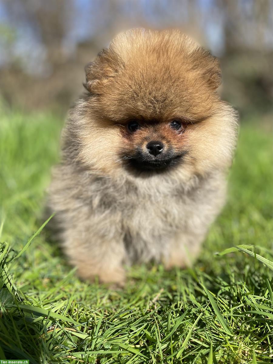 Bild 3: Pomeranian / Zwergspitz Welpen aus Schweizer Zucht