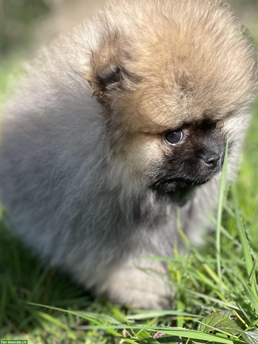 Bild 4: Süsse Pomeranian - Zwergspitz Welpen aus Schweizer Zucht