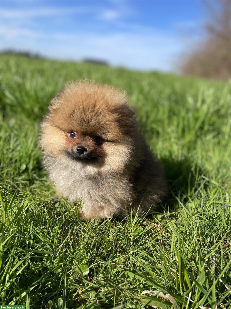 Bild 5: Süsse Pomeranian - Zwergspitz Welpen aus Schweizer Zucht