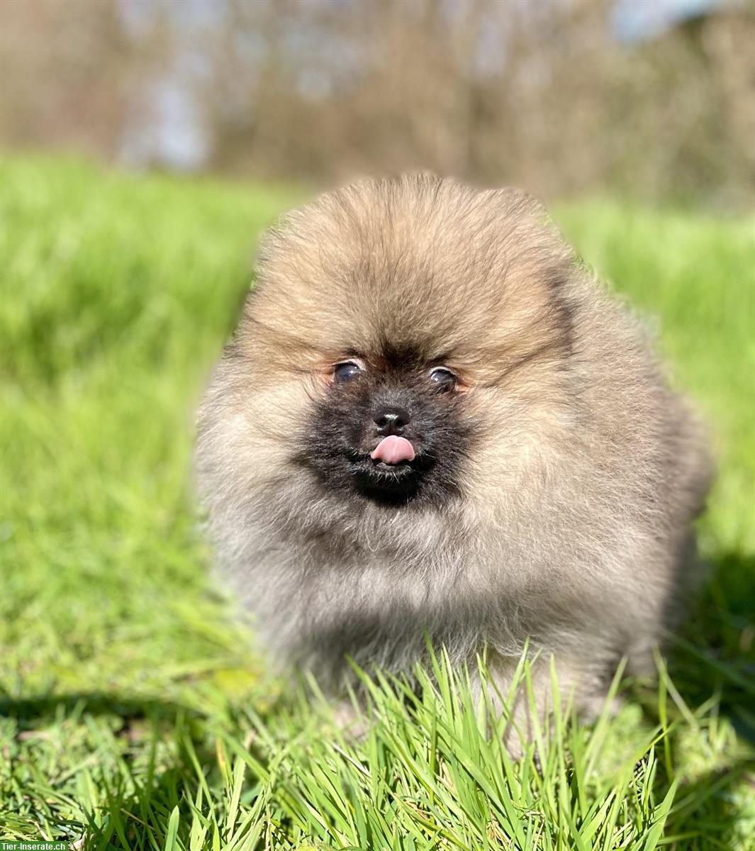 Bild 6: Süsse Pomeranian - Zwergspitz Welpen aus Schweizer Zucht