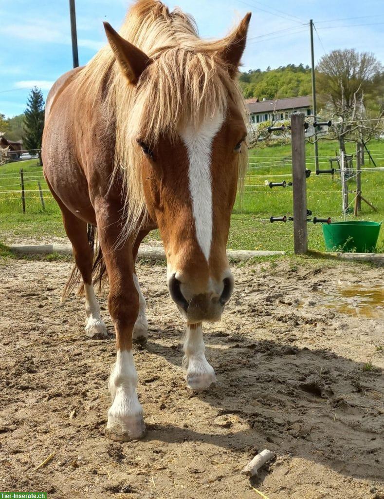 Bild 2: Biete Pflege-/Reitbeteiligung im Seeland