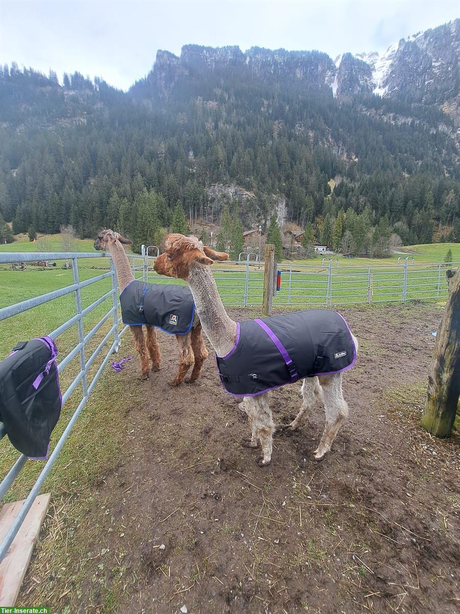 Alpaca Coats von AniMac - Tiermantel für Alpakas, Lamas