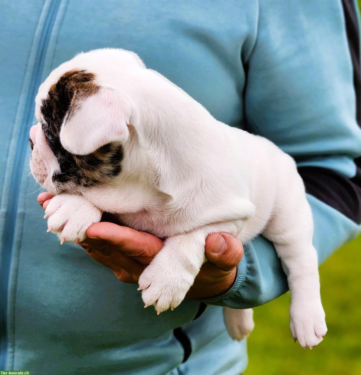 Bild 3: Französische Bulldogge Welpen aus Schweizer Zucht