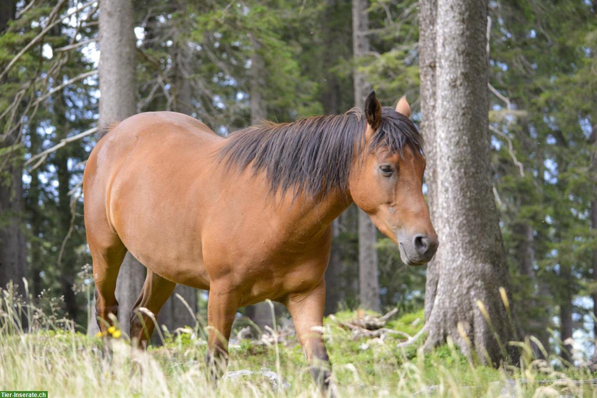 Bild 2: New Forest Pony für Sport oder Freizeit