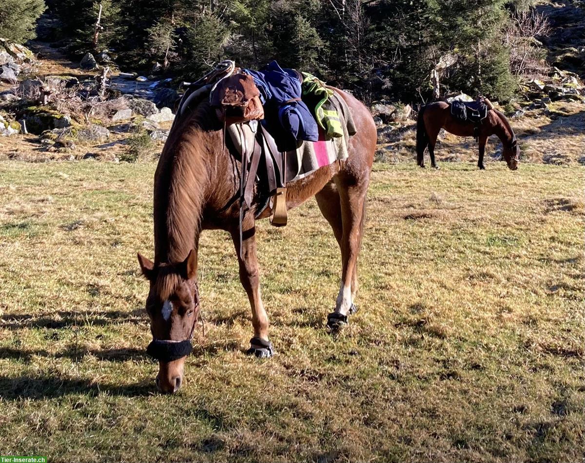 Bild 4: New Forest Pony für Sport oder Freizeit