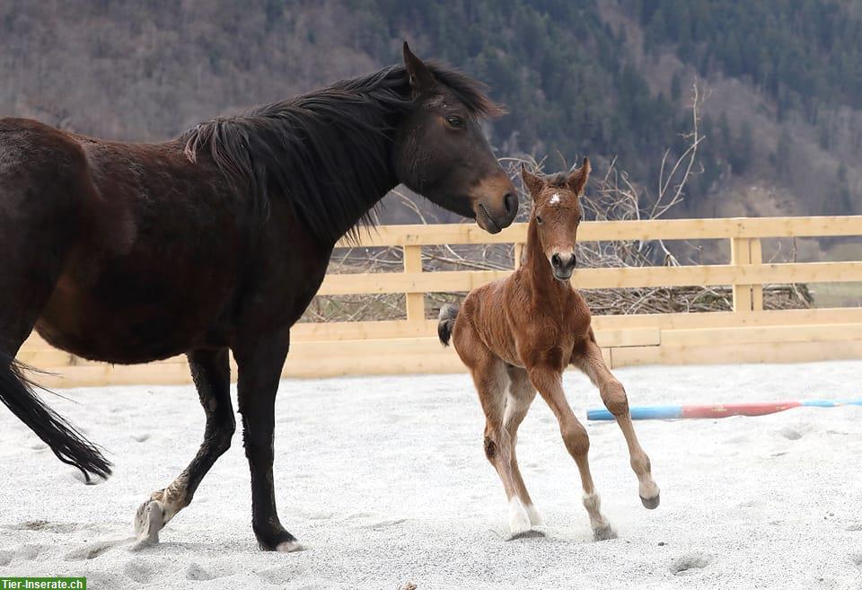 Bild 6: New Forest Pony für Sport oder Freizeit