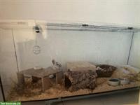 Grosses Glas Terrarium 180x75x70cm zu verkaufen