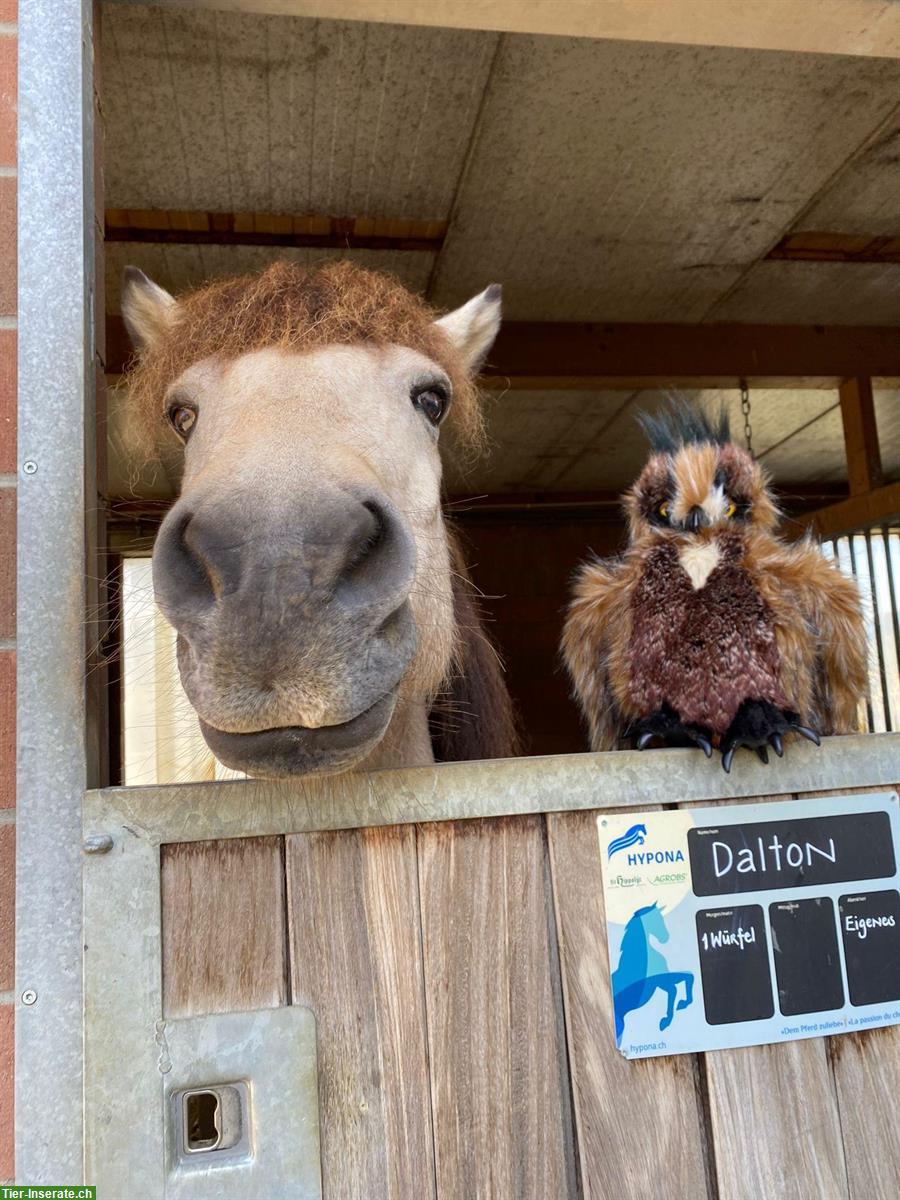 Ponyreiten in Gelterkinden BL