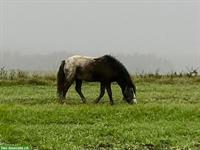 Pintaloosa Hengstfohlen zu verkaufen