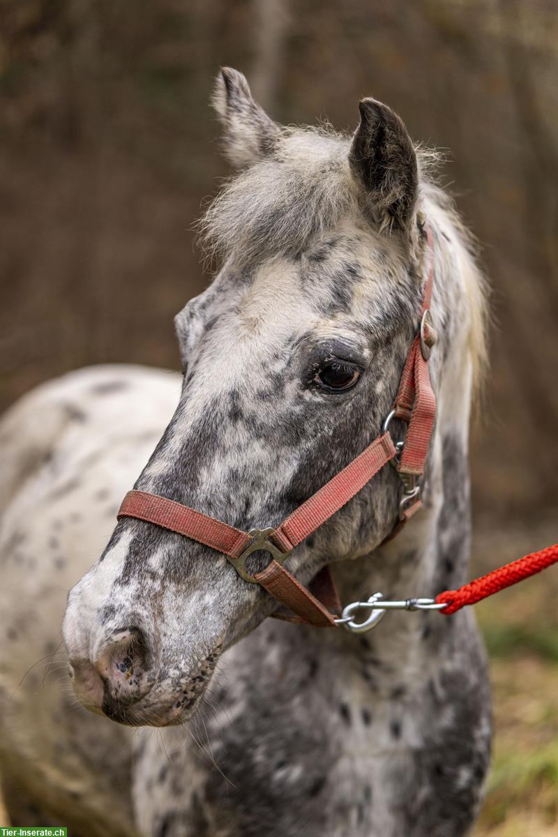 Criollo Appaloosa Stute zu verkaufen