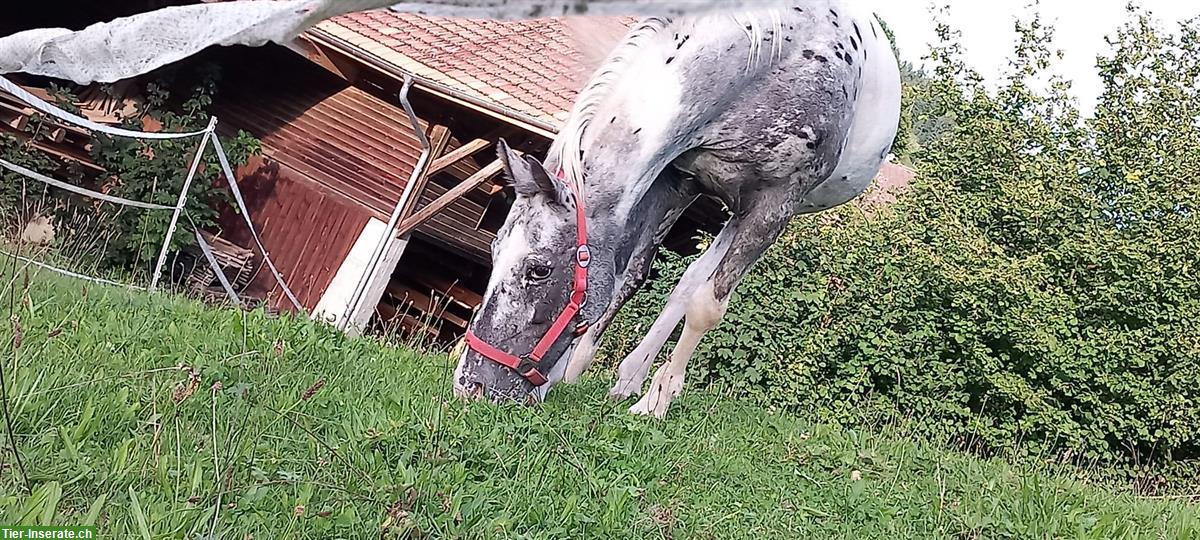 Bild 2: Criollo Appaloosa Stute zu verkaufen