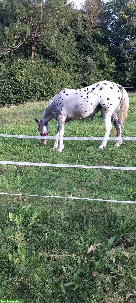 Bild 3: Criollo Appaloosa Stute zu verkaufen